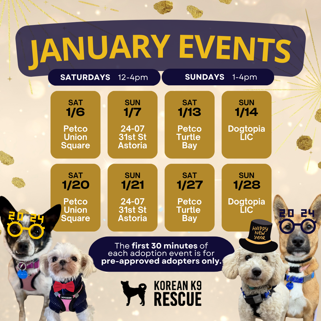 kk9r-rescue-dog-events-nyc-saving-dogs-nyc