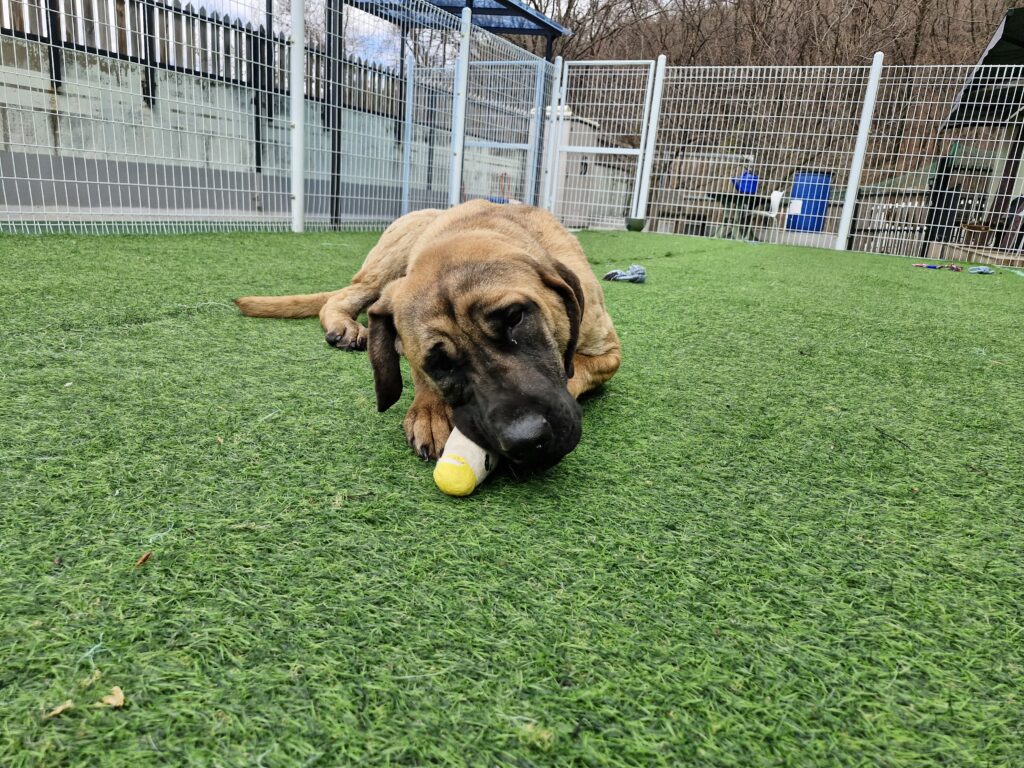 The Tosa Inu: A Loyal and Gentle Giant in Need of Rescue