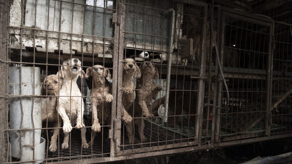 Surviving the Heat: The Heartbreaking Rescue of Busan’s Forgotten Dogs