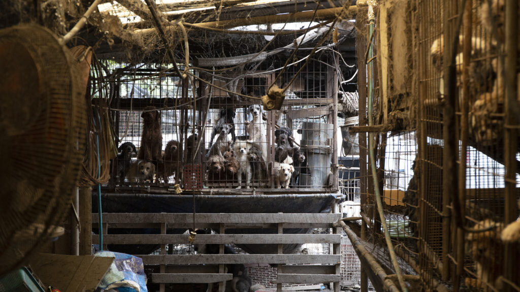 puppies in the puppy mill