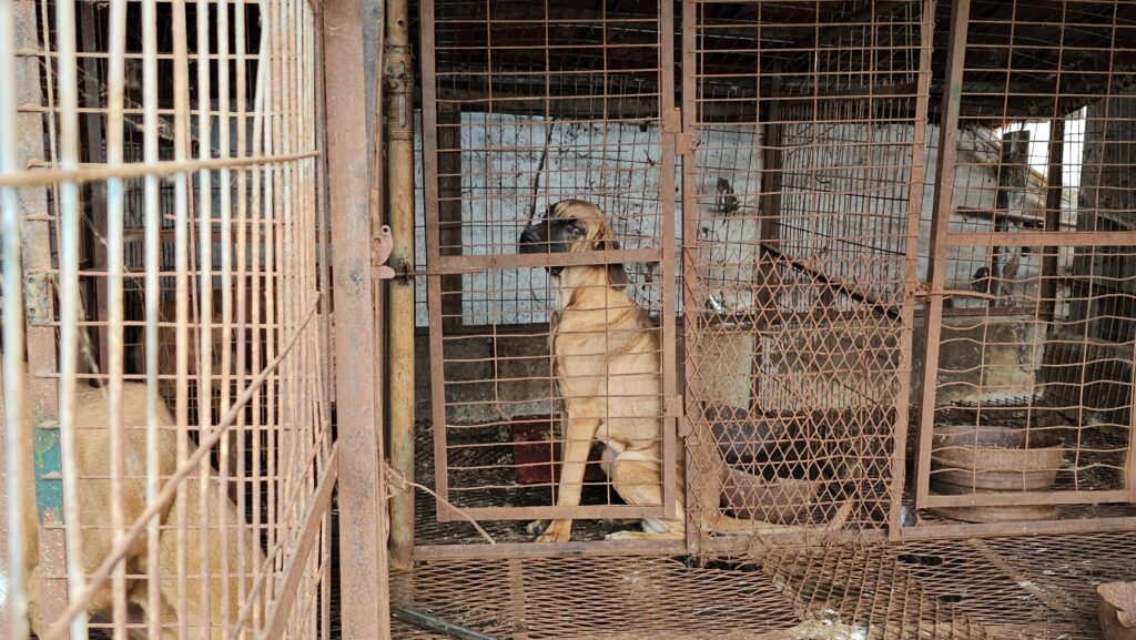 Korean K9 Rescue’s Fight Against the Dog Meat Trade