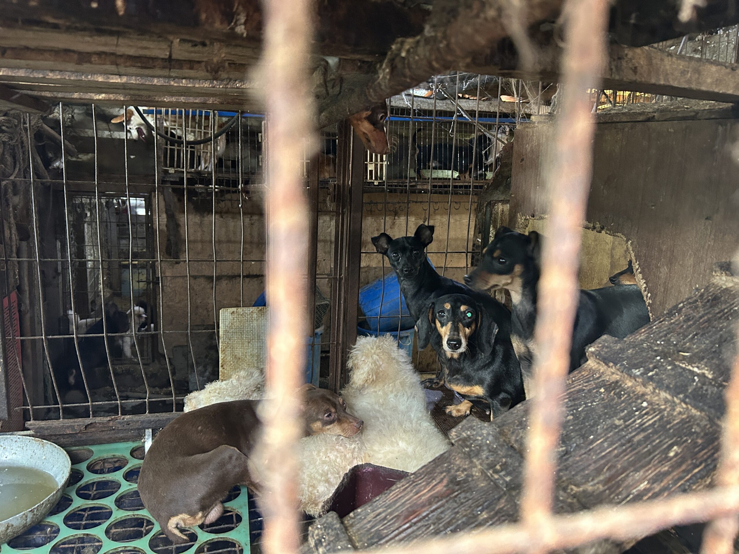 puppy mill rescue