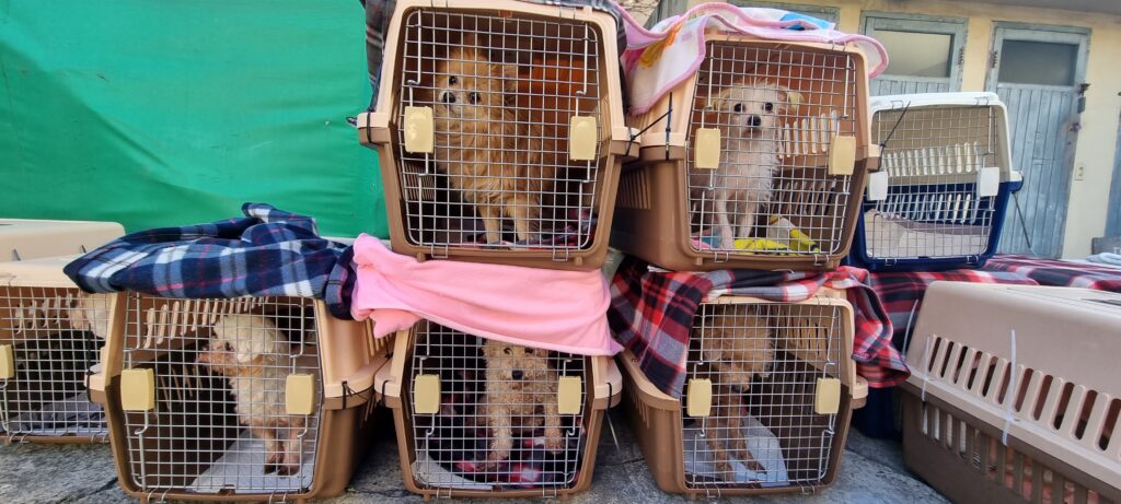 Operation Hope Haven: The Rescue of Busan’s Betrayed Dogs