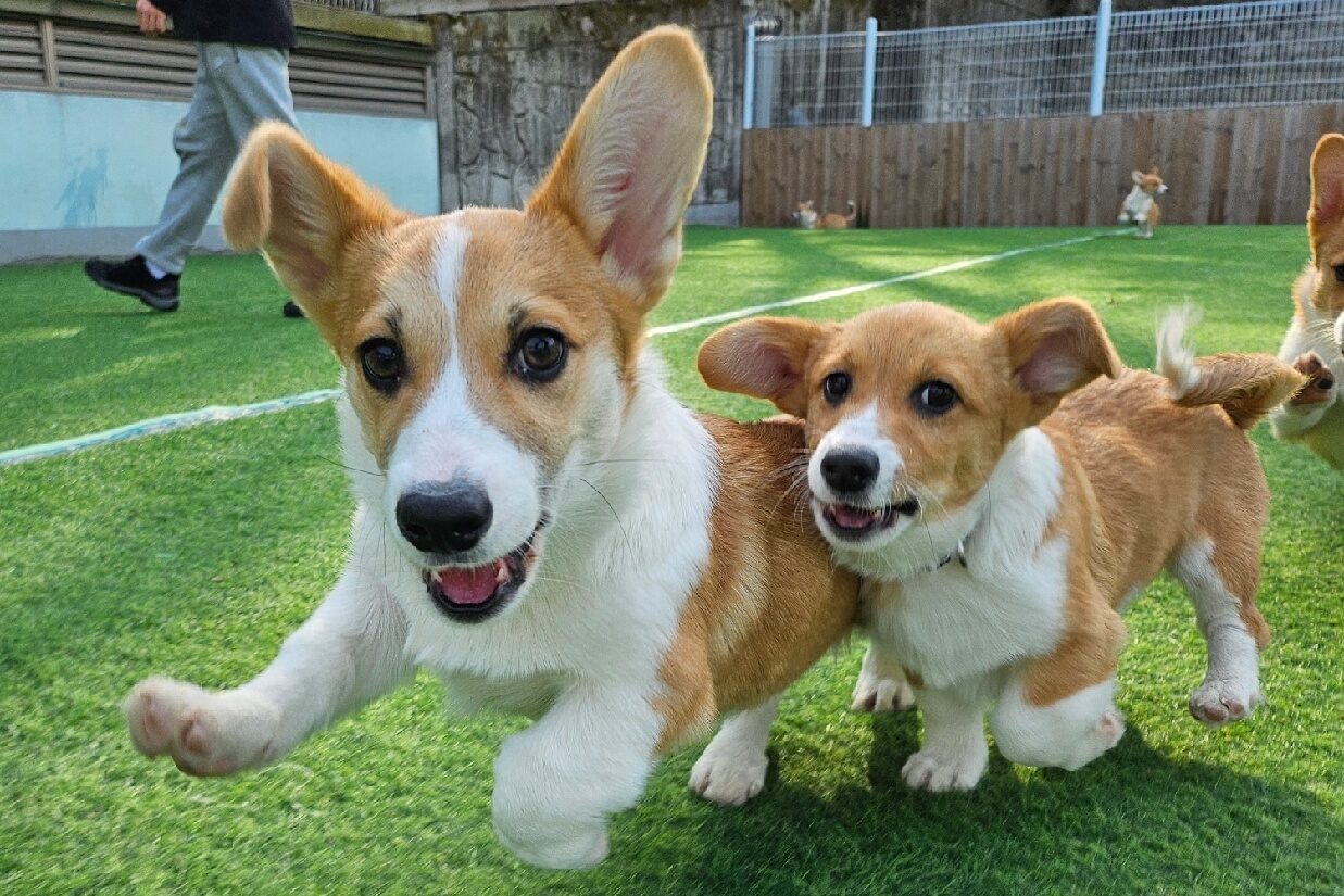 corgi rescues